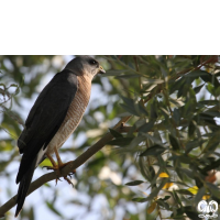 گونه پیغو Levant Sparrowhawk